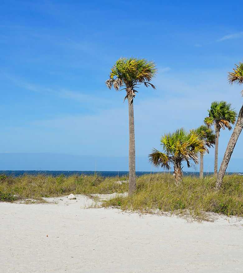 Serene Palm Harbor beach scene with tall palm trees and clear blue skies, inviting for personal injury lawyers.