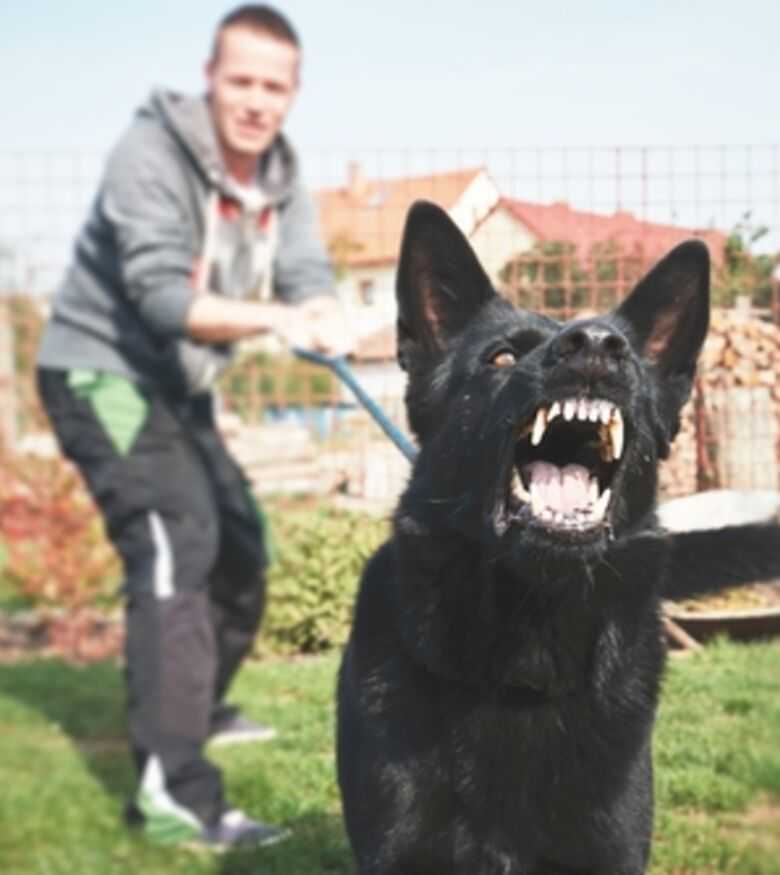 Aggressive dog showing teeth with potential victim in the background for dog bite attorney services